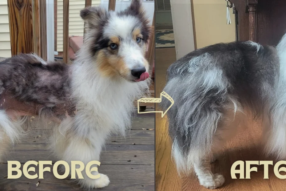 Lignans for Dogs Before N After Results